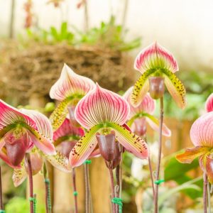 Paphiopedilum, Slipper Orchids, Venus Slipper Orchid, Lady Slipper Orchid, Paphs, Easy to grow Orchids