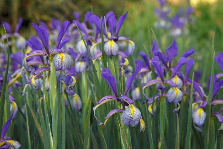 Iris Spuria, Blue Iris, Salt Marsh Iris, Butterfly Iris, Spuria Irises, Spuria Iris