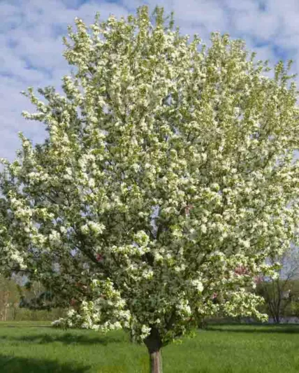 Malus 'Spring Snow', Crabapple 'Spring Snow', Crab Apple 'Spring Snow', Fragrant Tree, Red fruit, red berries, Winter fruits, White flowers,