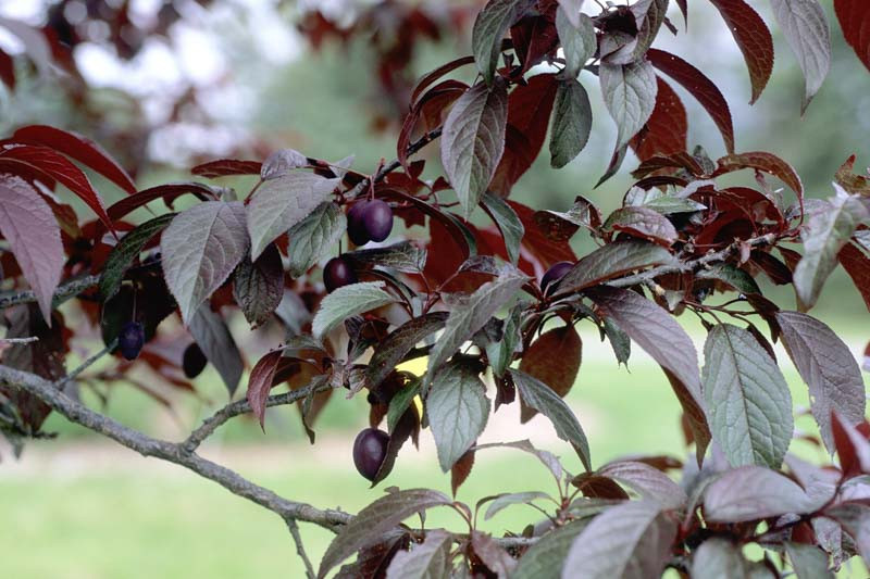 Prunus cerasifera 'Newport',Cherry Plum 'Newport', Newport Cherry Plum, Flowering Tree, Pink flowers, pink prunus
