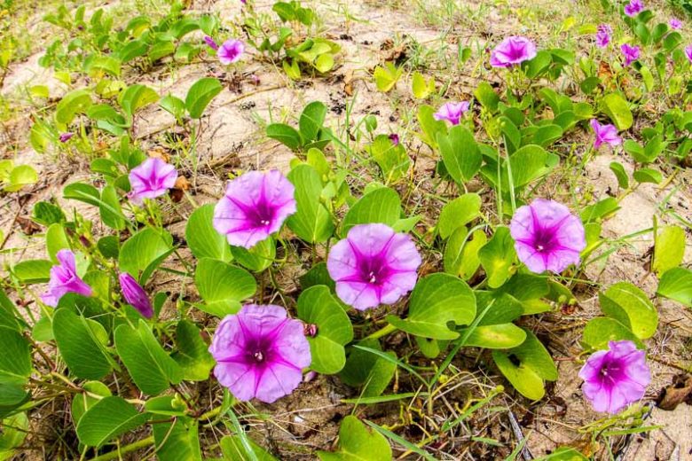 Ipomoea pes-caprae, Railroad Vine, Goat-foot Morning Glory, Bayhops, Beach Morning Glory, Perennial Vine, Native Florida Vine, Purple Flowers