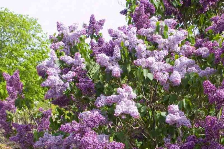 Syringa vulgaris 'Albert F. Holden',Syringa 'Albert F. Holden', Lilac 'Albert F. Holden', Purple lilac, Fragrant Lilac, Purpler Flowers, Fragrant Shrub, Fragrant Tree