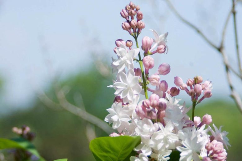 Syringa vulgaris 'Beauty of Moscow',Syringa 'Beauty of Moscow', Lilac 'Beauty of Moscow', White lilac, Fragrant Lilac, White Flowers, Fragrant Shrub, Fragrant Tree