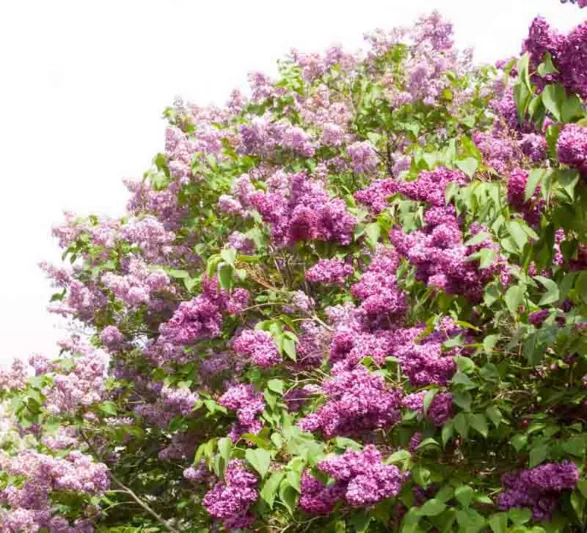 Syringa vulgaris 'Monge',Syringa 'Monge', Lilac 'Monge', Purple lilac, Fragrant Lilac, Purple Flowers, Fragrant Shrub, Fragrant Tree