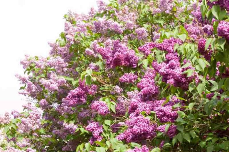 Syringa vulgaris 'Monge',Syringa 'Monge', Lilac 'Monge', Purple lilac, Fragrant Lilac, Purple Flowers, Fragrant Shrub, Fragrant Tree