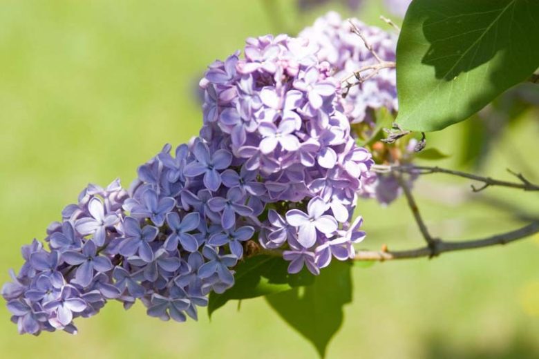 Syringa vulgaris 'President Lincoln',Syringa 'President Lincoln', Lilac 'President Lincoln', Blue lilac, Fragrant Lilac, Lavender Flowers, Fragrant Shrub, Fragrant Tree