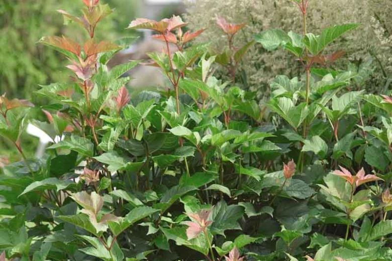 Viburnum Trilobum 'Redwing',American Cranberrybush 'Redwing', Vuburnum trilobum 'J. M. Select' Redwing, 'Redwing' American Cranberrybush, Shrub with fall color, fall color, shrub with berries