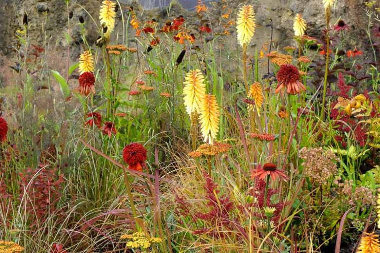 Echinacea 'Eccentric', Coneflower 'Eccentric', Red coneflower, Red coneflowers, Red Echinacea, Double coneflower, Double coneflowers, Double Echinacea, Coneflower, Coneflowers