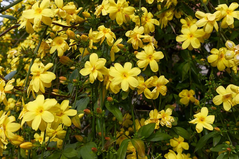 Jasminum mesnyi, Primrose Jasmine, Jasminum primulinum, Evergreen Vine, Evergreen Shrub, Yellow Jasmine, Yellow Flowers