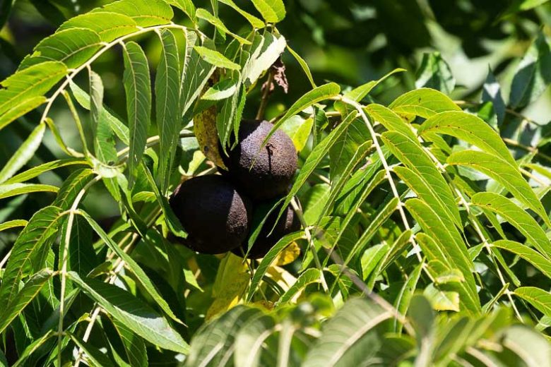 juglans nigra, black walnut