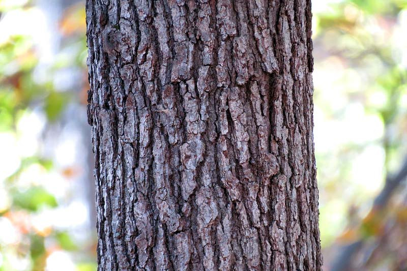 Quercus velutina, Black Oak, Quercitron Oak, Yellow Oak, Smoothbark Oak, Yellowbark Oak, Tree with fall color, Fall color, Attractive bark Tree