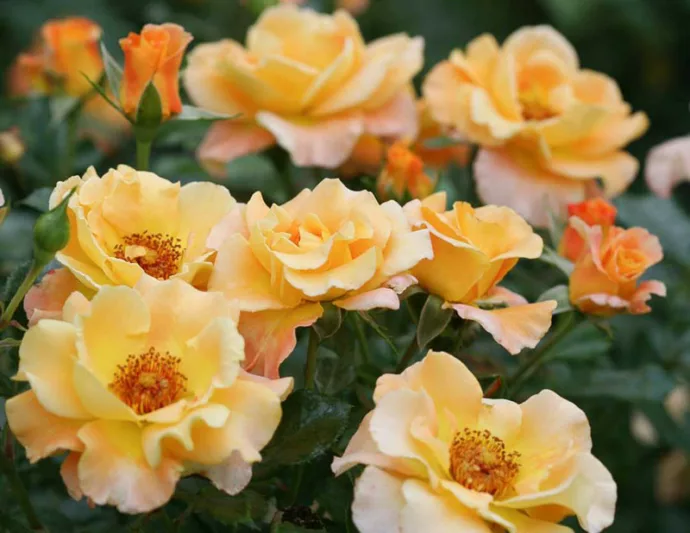 Rose Sunorita, Rosa Sunorita, Sunorita Rose, Shrub Roses, Rose bushes, Garden Roses, Rosa 'CHEWGEWEST', Yellow Roses, Yellow Flowers, Landscape Rose,