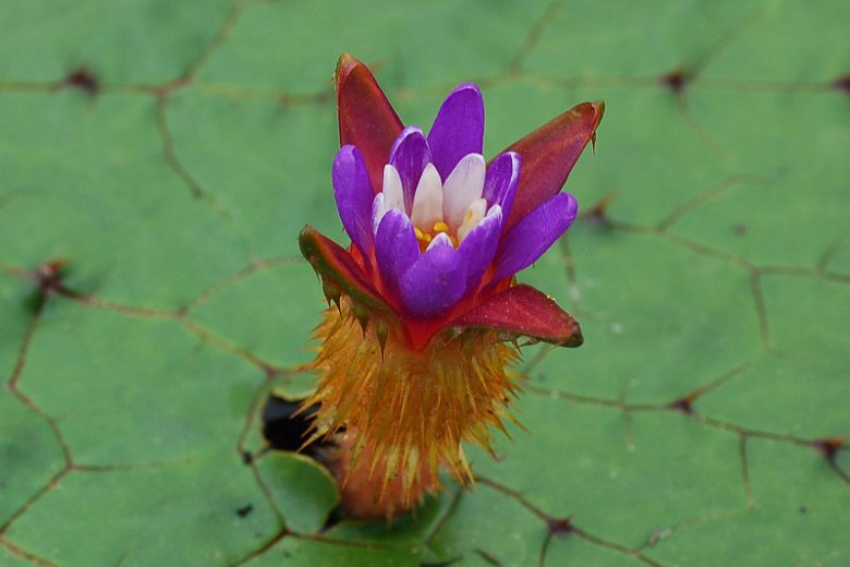 Euryale ferox, Foxnut, Gorgon Plant, Makhana, Prickly Water Lily, Purple Water Lily, Aquatic Plant, Floating Plant