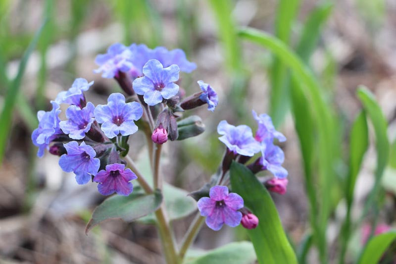 Pulmonaria, Lungwort, Bethlehem Sage, Evergreen perennial, Spring flowers, Deer resistant perennial, Blue flowers, Pink flowers