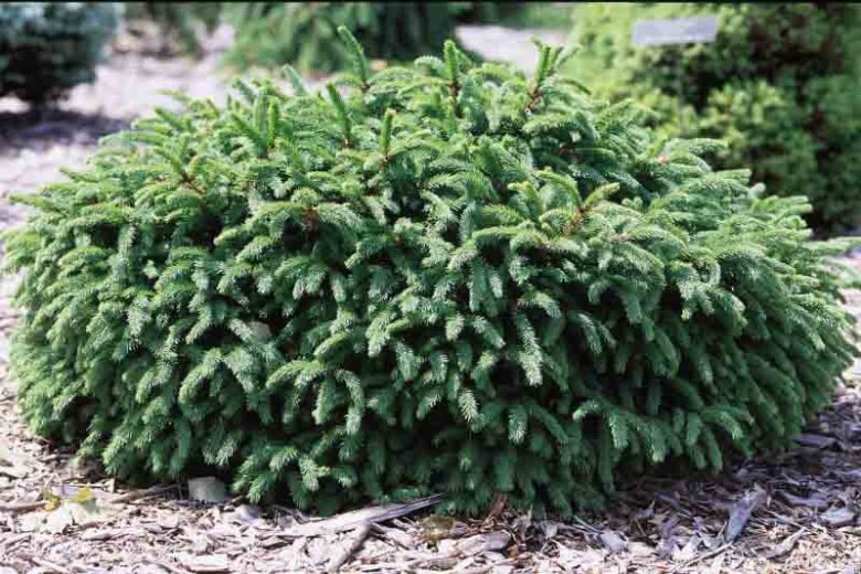 Picea abies 'Little Gem', Norway Spruce 'Little Gem', Little Gem Norway Spruce, Evergreen Conifer, Evergreen Shrub, Dwarf Conifer, Dwarf Spruce