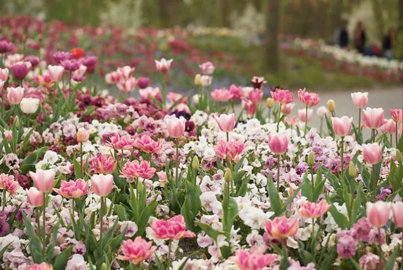 Spring Garden, Tulip Garden