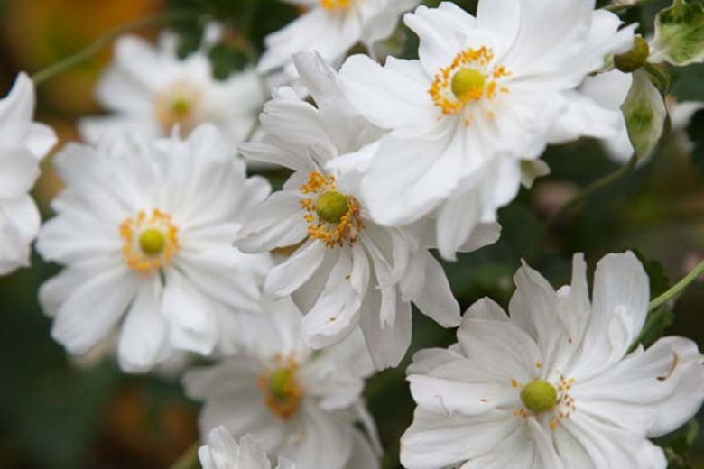 Anemone x Hybrida 'Whirlwind', Japanese Anemone Whirlwind', Windflower 'Whirlwind', Late summer perennial, white flowers