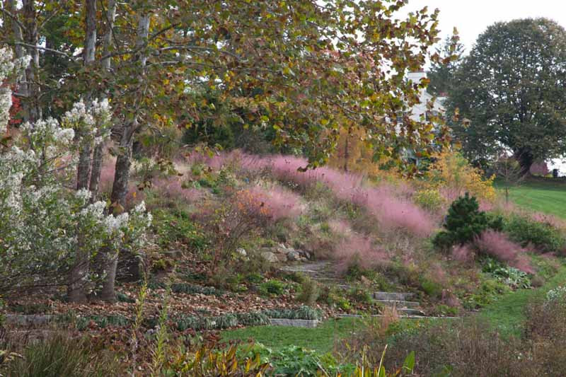 Muhlenbergia capillaris, Pink Muhly Grass, Gulf Muhly, Hair-Awn Muhly, Hairy-Awn Muhly, Hair Grass, Pink Muhly, Pink Grass, Ornamental Grasses, Grasses, decorative Grasses, Perennial Grasses