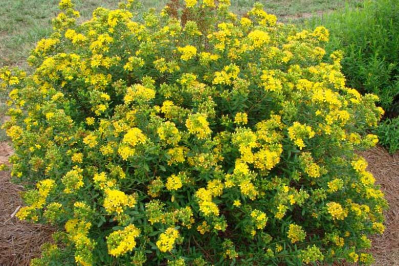 Hypericum Kalmianum Cobalt-n-Gold™, Kalm St. John's Wort Cobalt-n-Gold™, Evergreen Shrub, yellow flowers, Hypericum, St John's Wort, Blue Foliage, Yellow Flowers,