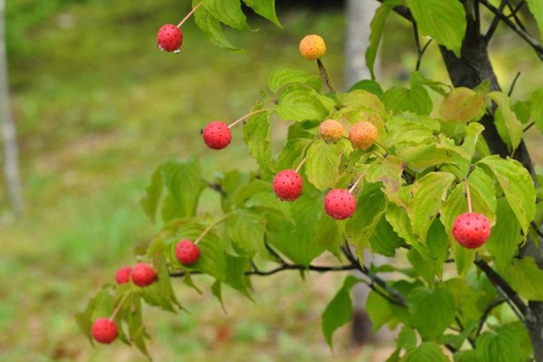 Cornus kousa, Kousa Dogwood, Japanese Dogwood, Deciduous Shrubs, Foliage, Fall color, Winter color, shrub with berries, Flowering tree, red fruits