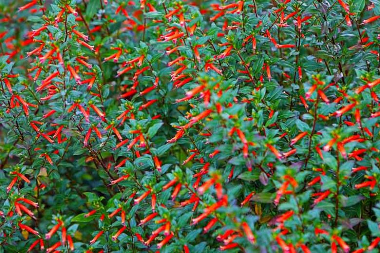 Cuphea 'David Verity', Large Firecracker Plant 'David Verity', David Verity Cuphea, Orange Firecracker, Orange Cuphea, Orange Flowers