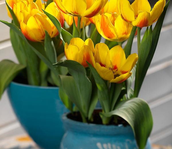 Tulipa 'Flair', Tulip 'Flair', Single Early Tulip Flair', Single Early Tulips, Spring Bulbs, Spring Flowers, Yellow Tulip, Bicolor Tulip