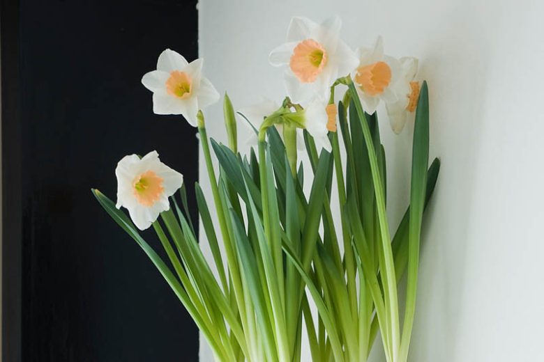 Narcissus Pink Pride, Daffodil 'Pink Pride', Large-Cupped Daffodil 'Pink Pride', Large-Cupped Daffodils, Spring Bulbs, Spring Flowers, Narcisse Pink Pride, Large-cupped Daffodil, Narcisse grande couronne, early spring daffodil, mid spring