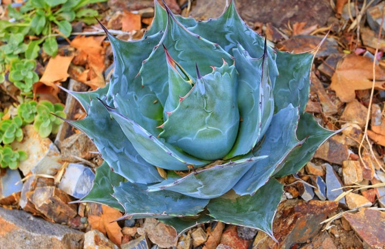 Agave parrasana, Cabbage Head Agave, Cabbage Head Century Plant, succulent, drought tolerant plant