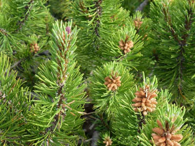 Picea, Spruce, Norway Spruce, White Spruce, Alberta Spruce, Serbian Spruce, Oriental Spruce, Colorado Spruce, evergreen shrubs, evergreen trees, conifers