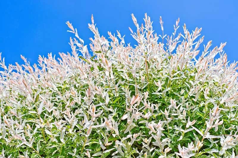 Dappled Willow, Flamingo Willow, Shrimp Willow, Dappled Japanese Willow, Variegated Willow, Salix integra 'Albomaculata', Salix integra 'Nishiki Flamingo', Salix 'Fuiri-koriyanagi'