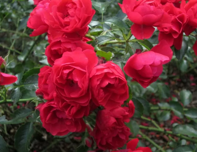 Rose 'Flower Carpet Scarlet', Rosa 'Flower Carpet Scarlet', Groundcover Roses, Red roses