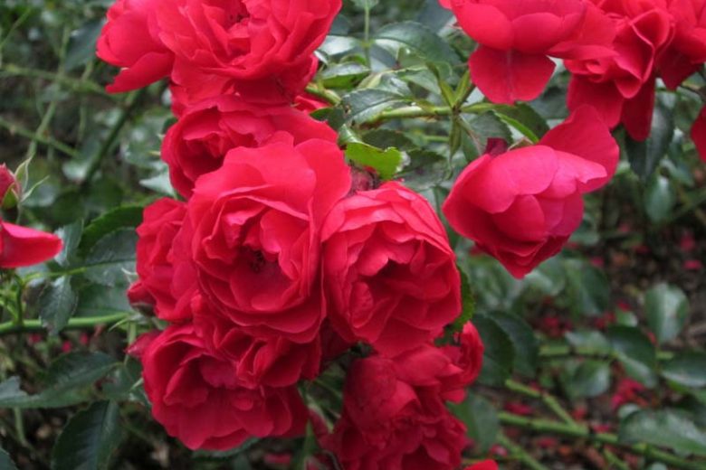 Rose 'Flower Carpet Scarlet', Rosa 'Flower Carpet Scarlet', Groundcover Roses, Red roses