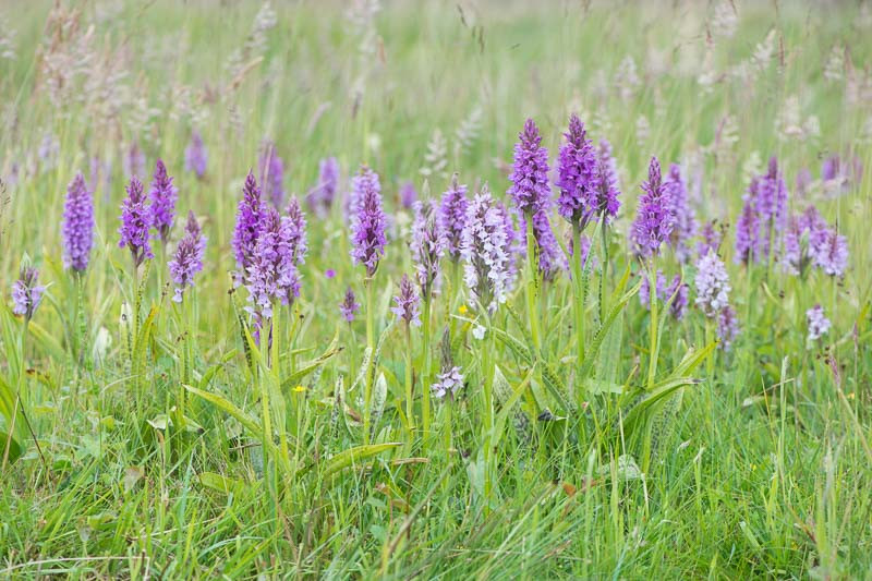 Dactylorhiza, Marsh Orchids, Spotted Orchids, Hardy Orchids, Purple Orchids, Garden Orchids, Dactylorhiza majalis, Dactylorhiza maculata, Dactylorhiza elata, Dactylorhiza fuchsii, Dactylorhiz