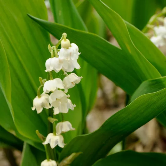 Convallaria majalis 'Bordeaux' (Lily of the Valley)