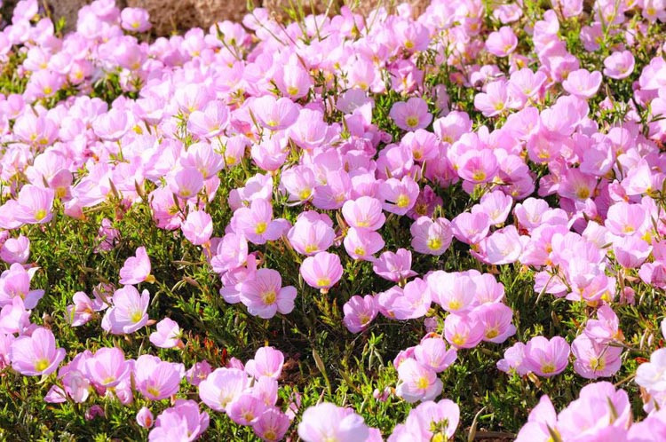 Oenothera Speciosa, Evening Primrose, Pink Ladies, White Evening Primrose, Pinkladies, Pink Evening Primrose, Showy Evening Primrose, Mexican Primrose, pink flowers, ground covers, grouncover