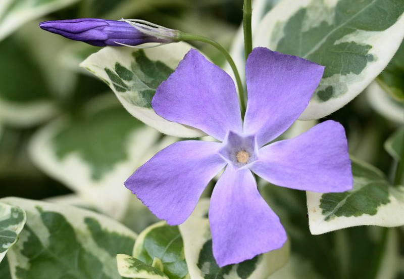 Vinca minor, Periwinkle, Lesser Periwinkle, Greater Periwinkle, Vinca major, Dwarf Periwinkle, Creeping Myrtle, Evergreen perennial, evergreen groundcover, Shade perennials, Plants for shade,