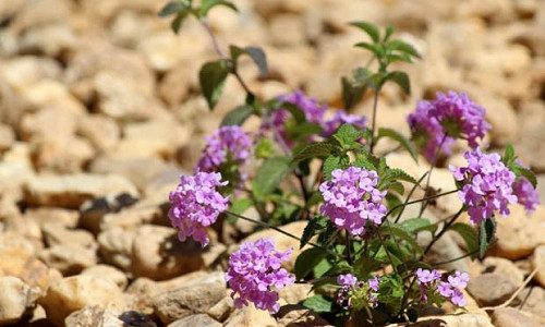 Drought tolerant plants, Drought tolerant bulbs, Drought tolerant flowers, Drought tolerant shrubs, Drought tolerant trees, Drought tolerant perennials, Drought tolerant annuals