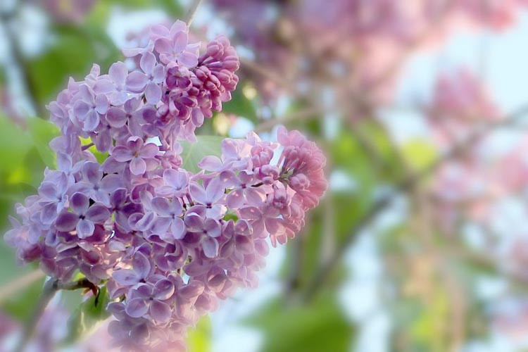 Lilac, Lilacs, Lilac Bush, French Lilac, Lilac Tree, Flilac Flower, Lilac Purple, Dwarf Korean Lilac, Miss Kim Lilac