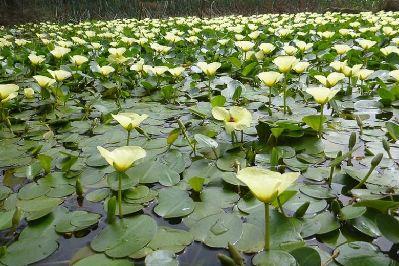 Hydrocleys nymphoides, Water Poppy, Pond Plants, Water Plants, Aquatic Plants, Yellow Flowers