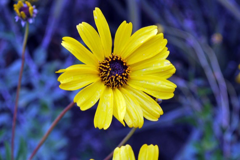 Encelia californica,  California Brittlebush, Coast Sunflower, Bush Sunflower, California Encelia