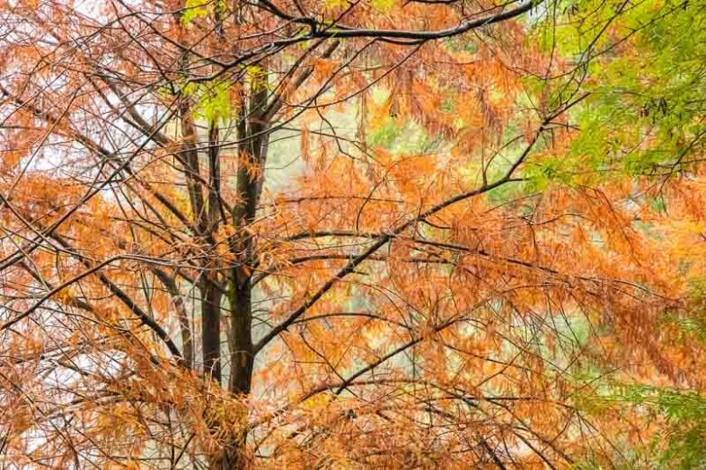 Taxodium distichum,Bald Cypress, Swamp Cypress, Deciduous Cypress, Sabino Tree, Southern Cypress, White Cypress, Tree with fall color, Fall color, Attractive bark Tree, Golden leaves