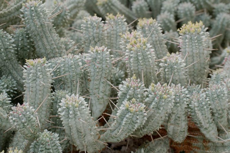 Euphorbia mammillaris,  Corncob Cactus, Corncob Euphorbia, Corn Cob Plant, Indian Corn Cob, succulent, drought tolerant plant, yellow flowers