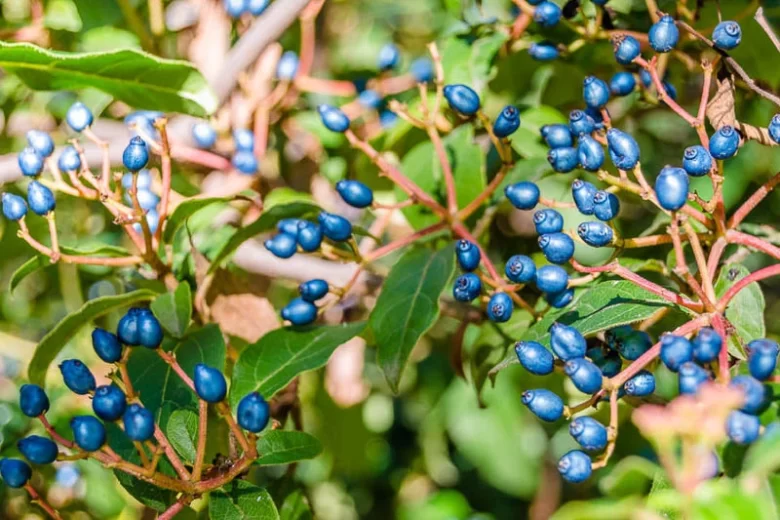 Viburnum Tinus, Laurustinus, Evergreen Shrub, shrub with berries, white flowers, flowering shrub, blue berries, fragrant shrubs
