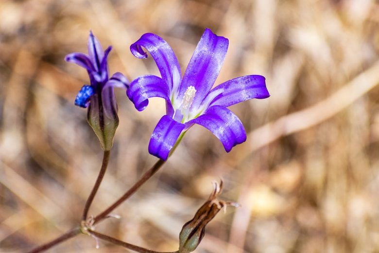 Brodiaea elegans, Harvest Brodiaea, Elegant Cluster-Lily, Elegant Clusterlily, Spring Bulbs, Spring Flowers, Blue Flowers, Purple Flowers