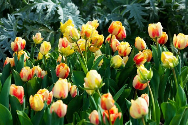 Tulipa 'Beauty of Spring', Tulip 'Beauty of Spring', Darwin Hybrid Tulip 'Beauty of Spring', Darwin Hybrid Tulips, Spring Bulbs, Spring Flowers, Yellow Tulip, Cream Tulip, Bicolor Tulip
