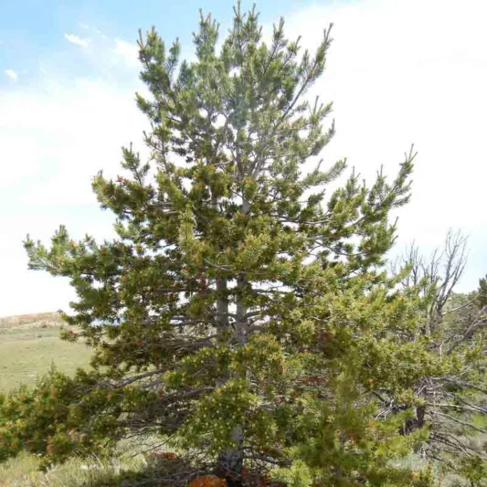 Pinus flexilis, Limber, Evergreen Conifer, Evergreen Shrub, Evergreen Tree,