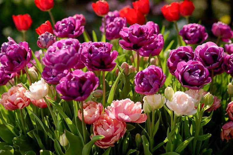 Tulipa 'Purple Jacket',Tulip 'Purple Jacket', Double Late Tulip 'Purple Jacket', Double Late Tulips, Spring Bulbs, Spring Flowers, Tulipe Purple Jacket, Purple Tulips, Late spring tulips, Tulipes Doubles Tardives