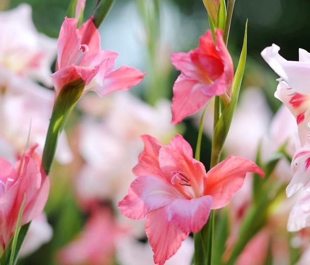 Sword Lily 'Charming Beauty', Gladiola 'Charming Beauty', Gladiolus nanus Charming Beauty, dwarf gladiolus Charming Beauty, dwarf glad, glaieul Charming Beauty