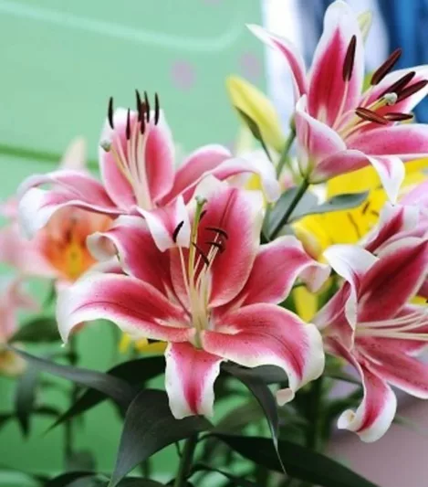 Lilium 'Flashpoint', Lily 'Flashpoint', Oriental Lily 'Flashpoint', Oriental Trumpet Lily, Orienpet Lily, Oriental Trumpet Lilies, Orienpet Lilies, Pink Lilies, Bicolor Lilies, Fragrant lilies, Lily flower, Lily Flower