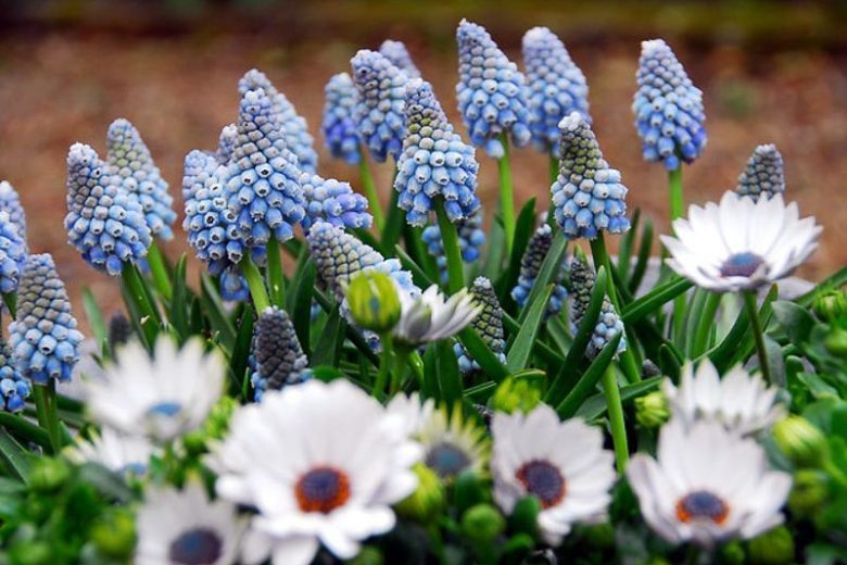 Muscari Aucheri, Muscari Ocean Magic, Grape Hyacinth 'Ocean Magic', Spring Bulbs, Spring Flowers, blue spring bulbs, Blue early spring bulbs, blue mid spring bulbs